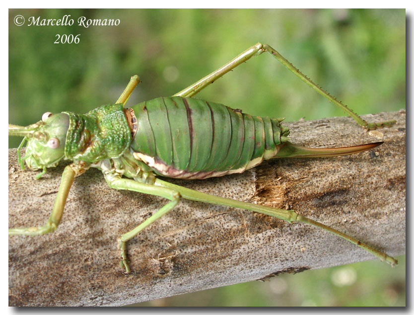 Uromenus sp.